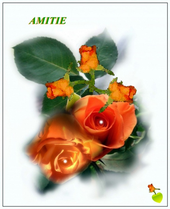 AMITIE ROSE ORANGE