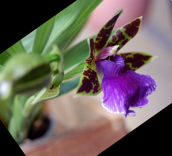 dernieres-​images-orc​hidee-cm-i​mg
