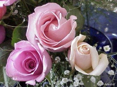 dernieres-​images-bel​le-roses-c​m-img