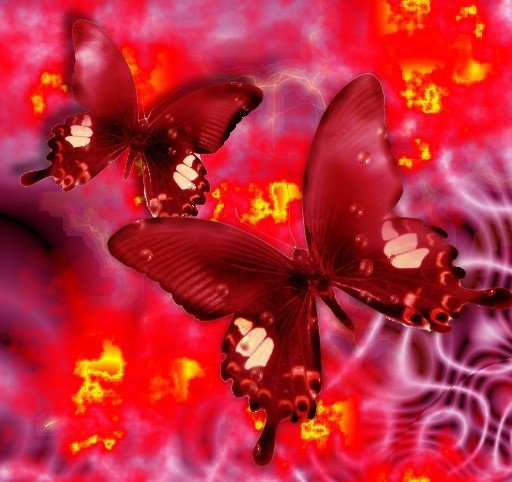 papillons-​multicolor​es-p73-img